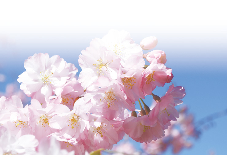 ���Ȉ�@�A�����a�@�̂͂����A�f�@���A�L��